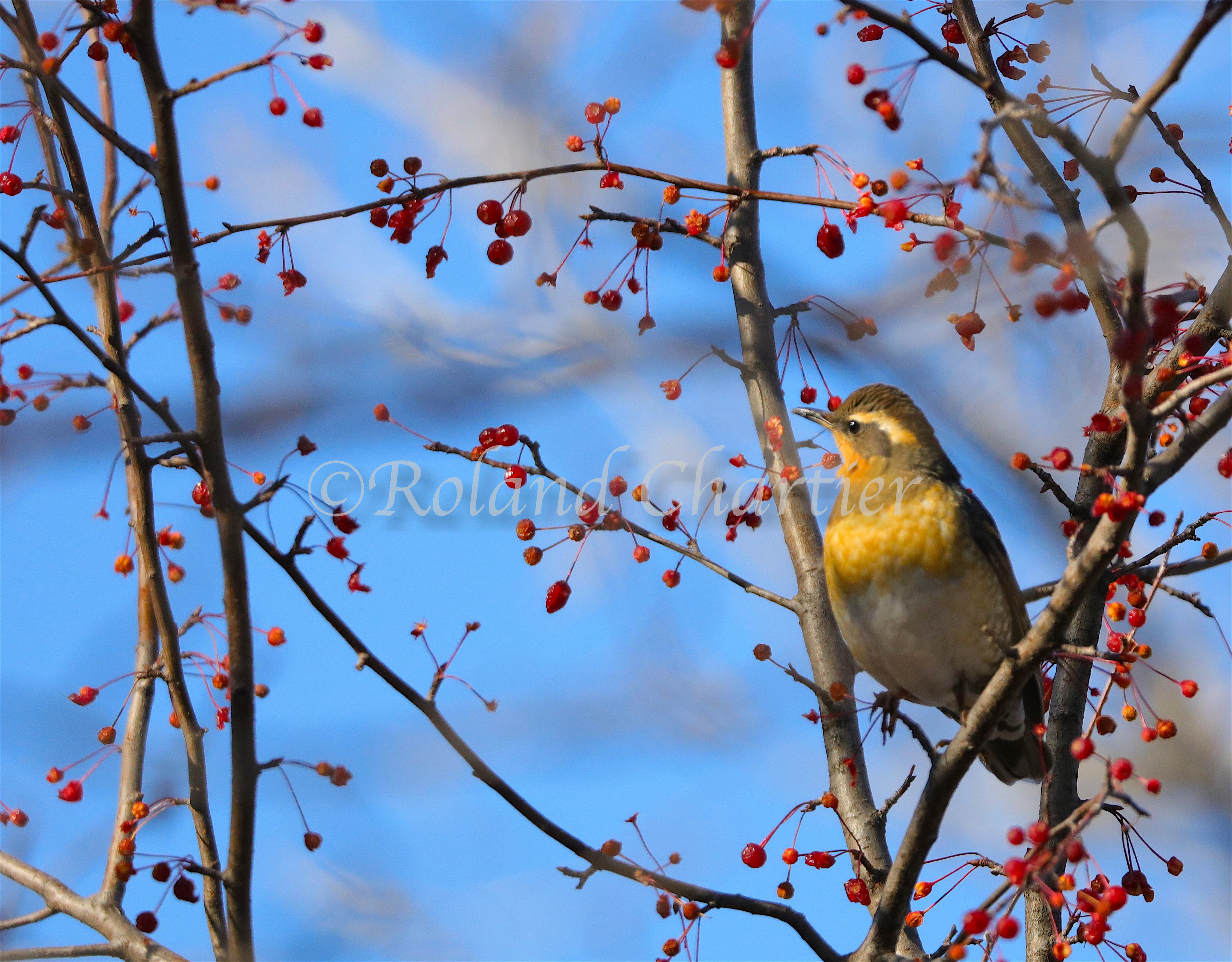 Varied Thrush perched on a branch